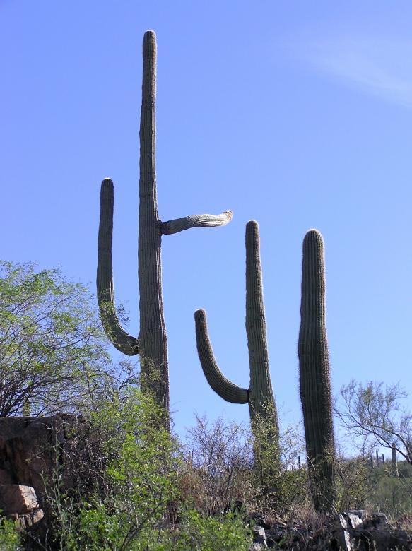 Free stock image of Giant Cactuses created by Pixabay