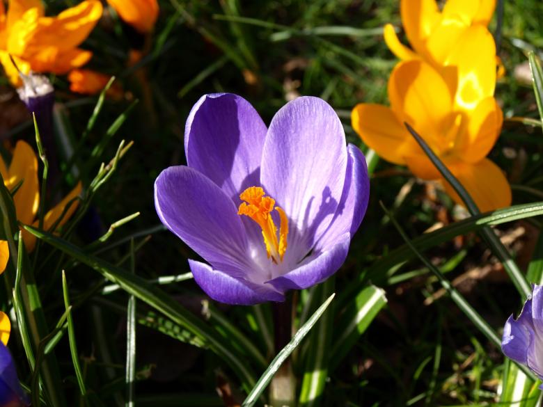 Free stock image of Flowers in the Garden created by Pixabay