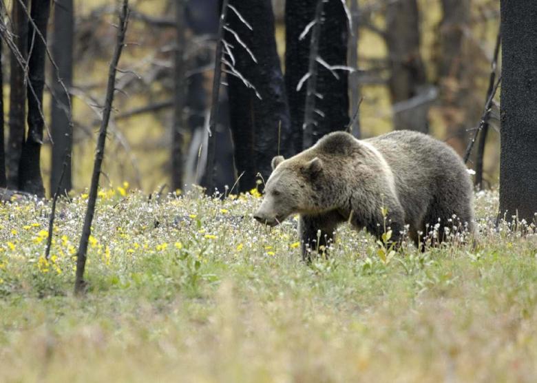 Free stock image of Wild Grizzly created by Pixabay