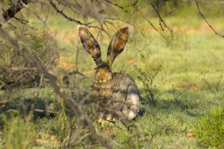 Free stock image of Jackrabbit created by Pixabay