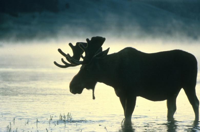 Free stock image of Moose in the Water created by Pixabay