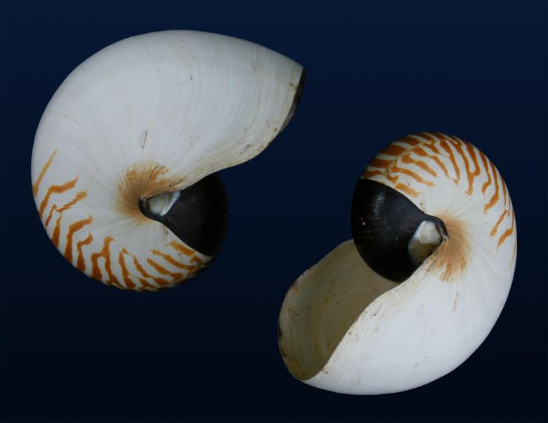Free stock image of Nautilus created by Pixabay