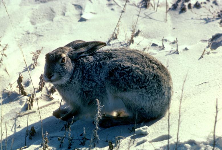 Free stock image of Rabbit in the Snow created by Pixabay