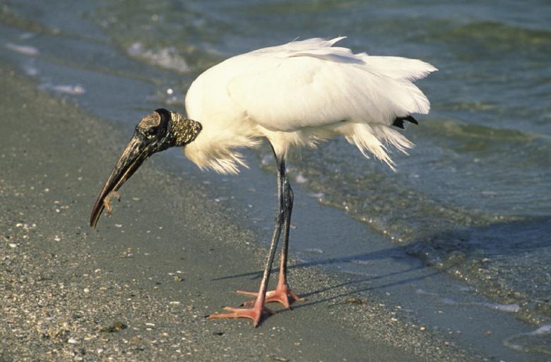 Free stock image of Stork on the Shore created by Pixabay
