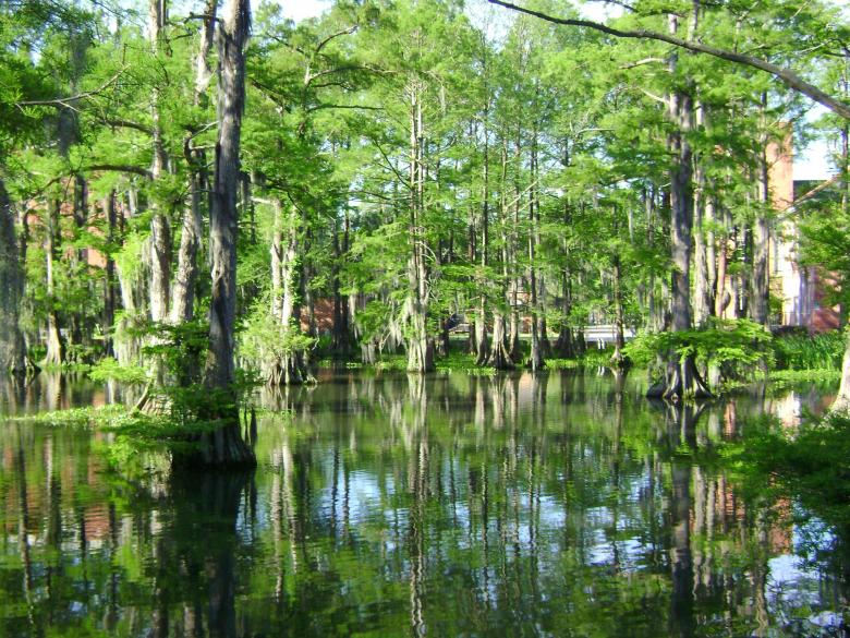 Free stock image of Swamp created by Pixabay