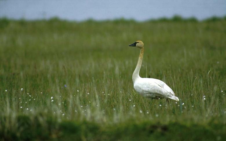 Free stock image of Lonely Swan created by Pixabay