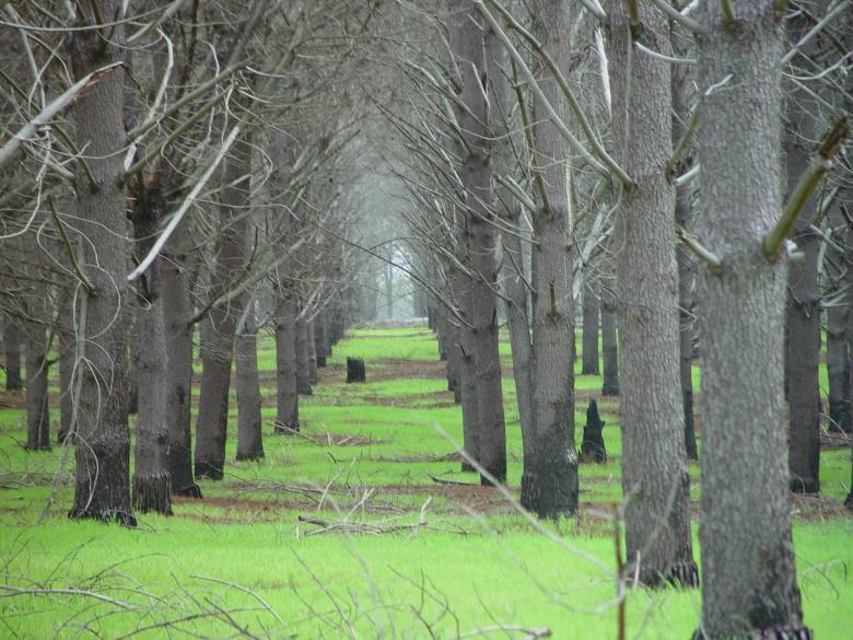 Free stock image of Bunch of Trees created by Pixabay