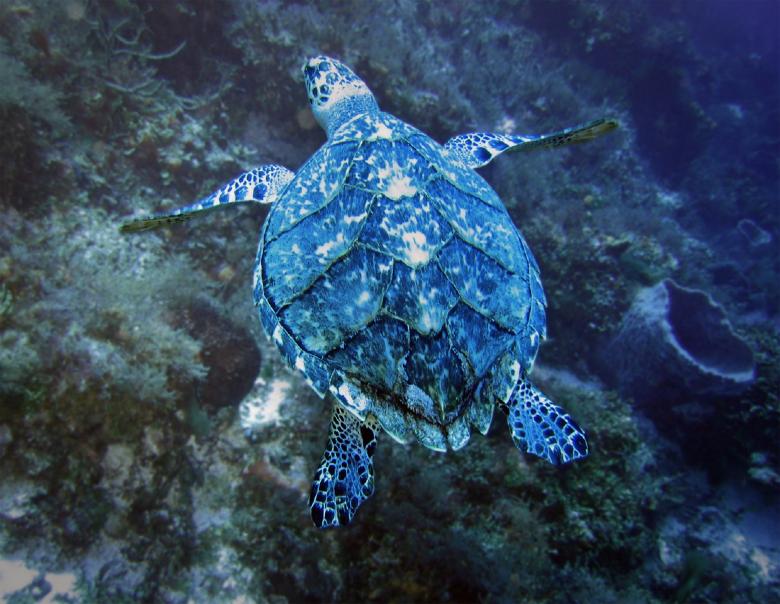 Free stock image of Turtle in the Ocean created by Pixabay