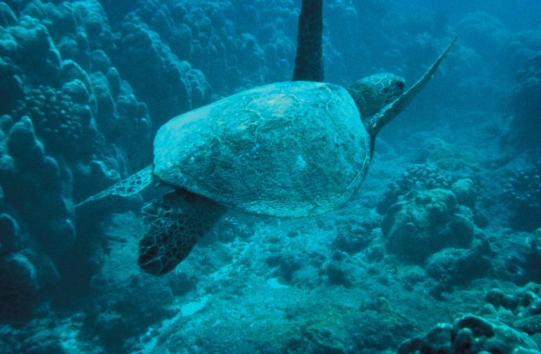 Free stock image of Turtle in the Sea created by Pixabay