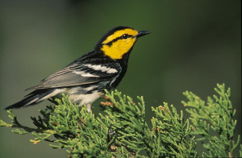Free stock image of Warbler on the Tree created by Pixabay
