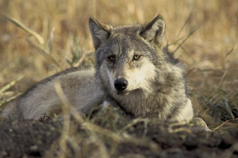 Free stock image of Wild Wolf created by Pixabay