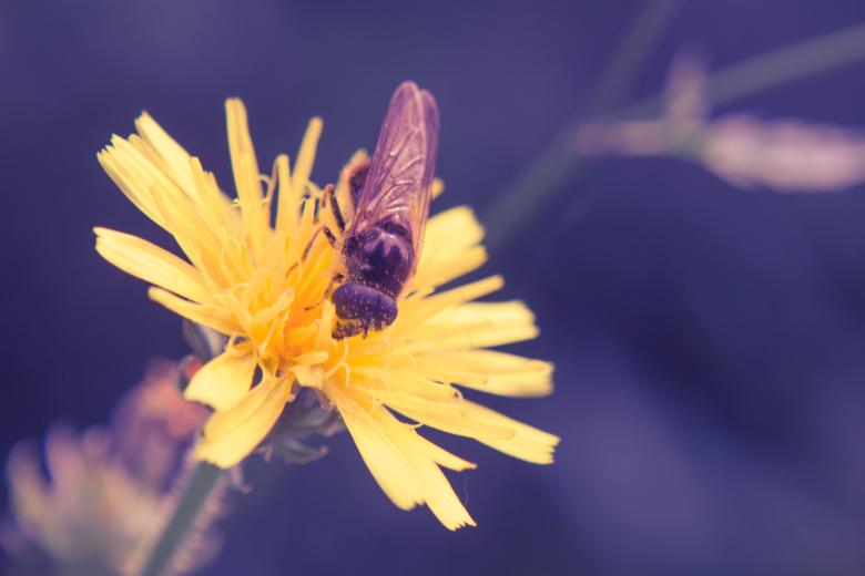 Free stock image of Bee on a flower created by Alen