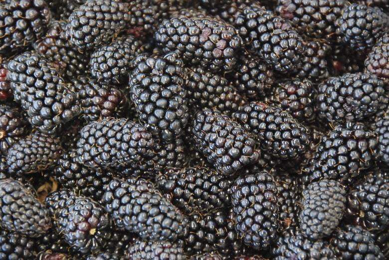 Free stock image of Black Berries created by Pixabay