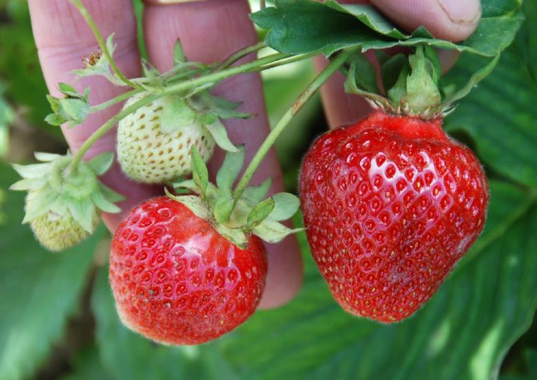 Free stock image of Fresh Strawberries created by Pixabay