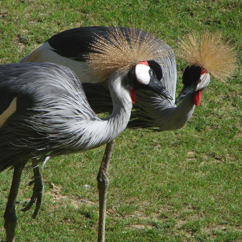 Free stock image of Bird Couple created by Pixabay