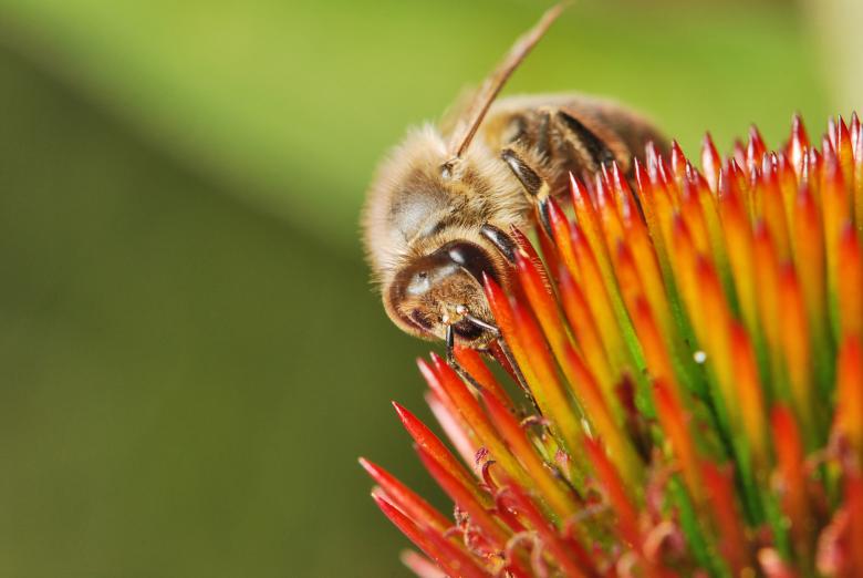 Free stock image of Bee Pollinating created by Pixabay