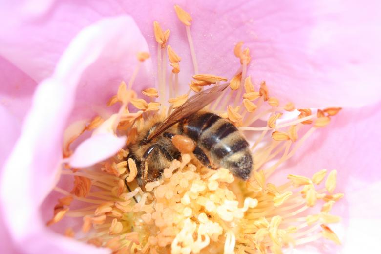 Free stock image of Bee Pollinating created by Pixabay