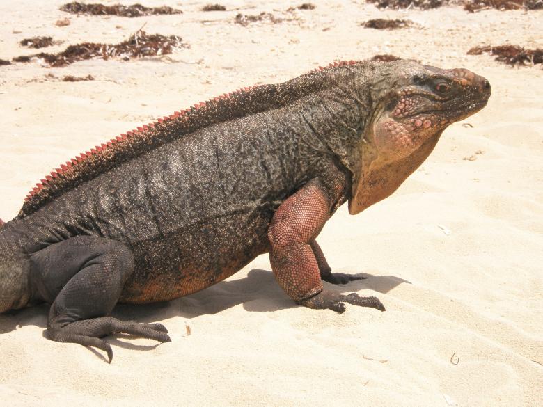 Free stock image of Iguana in the Desert created by Pixabay