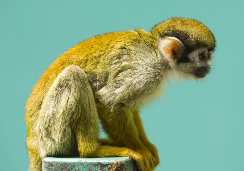 Free stock image of Monkey in the Zoo created by Pixabay