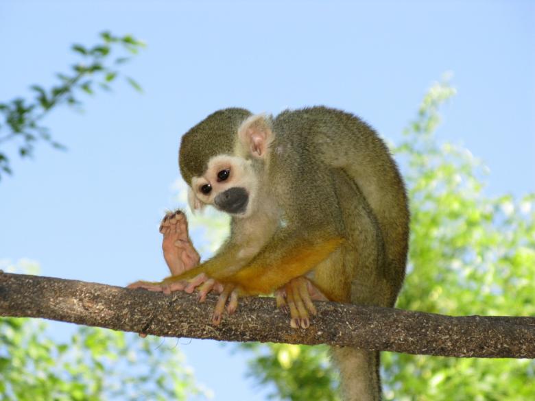 Free stock image of Monkey on the Branch created by Pixabay