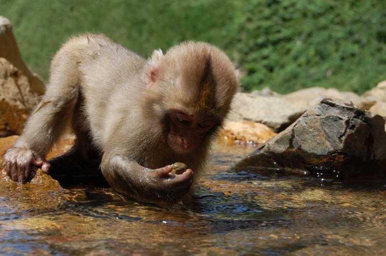 Free stock image of Monkey Cub created by Pixabay