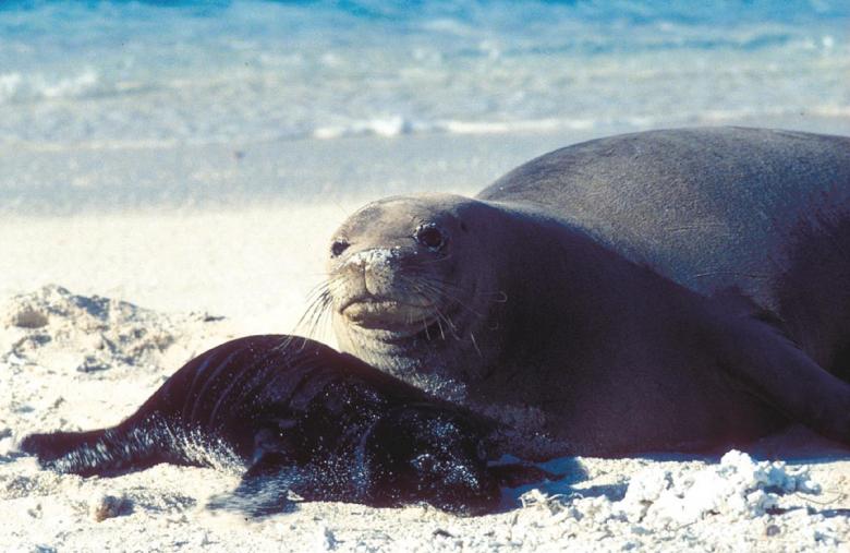 Free stock image of Seal on the Shore created by Pixabay