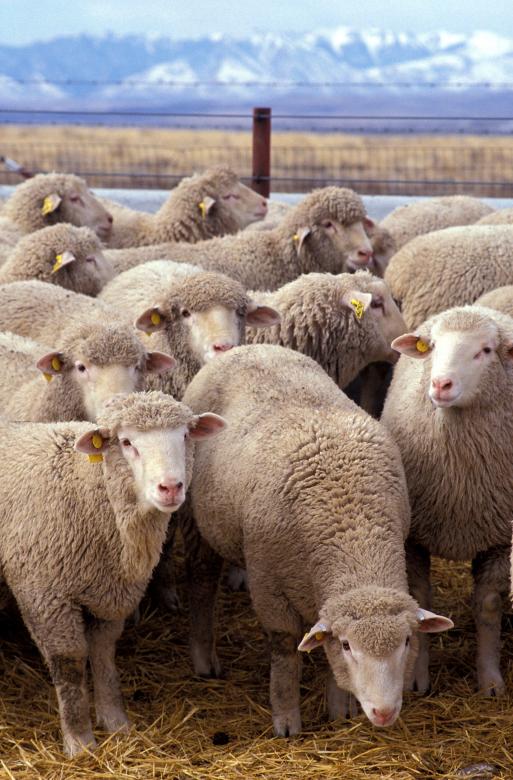 Free stock image of Herd of Sheep created by Pixabay