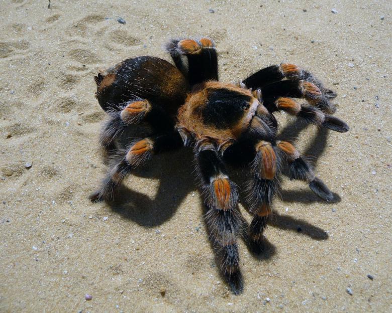 Free stock image of Spider on the Sand created by Pixabay