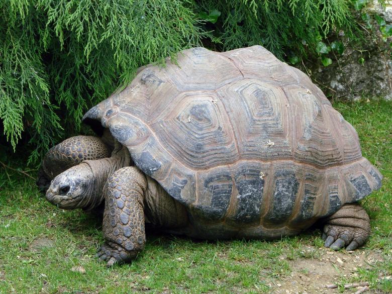 Free stock image of Old Tortoise created by Pixabay