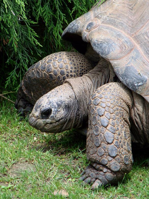 Free stock image of Old Tortoise created by Pixabay