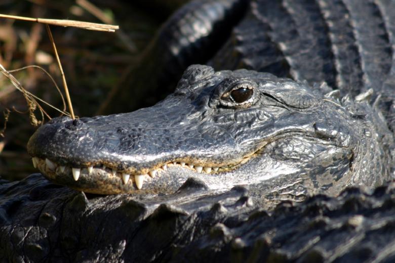 Free stock image of Alligator Closeup created by Pixabay