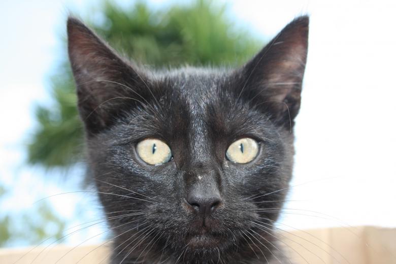 Free stock image of Cat Closeup created by Pixabay