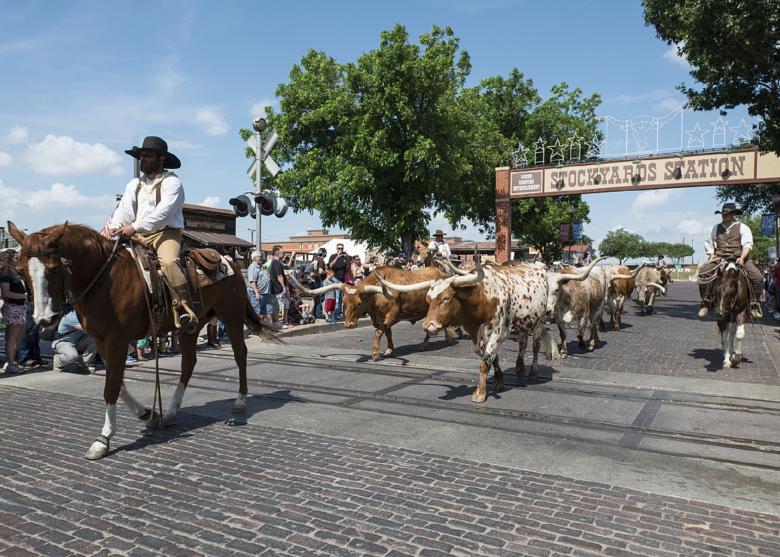 Free stock image of Cowboy Leading Bulls created by Pixabay