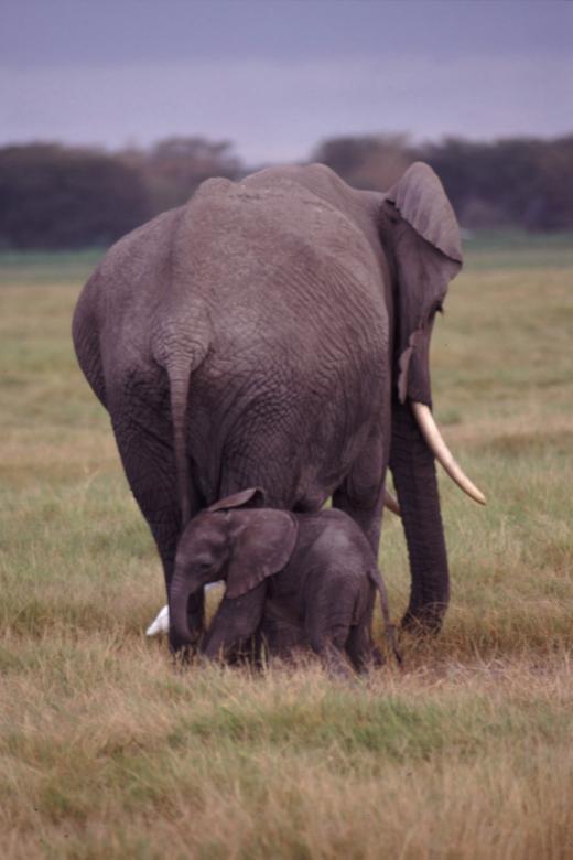 Free stock image of Elephant with Cub created by Pixabay