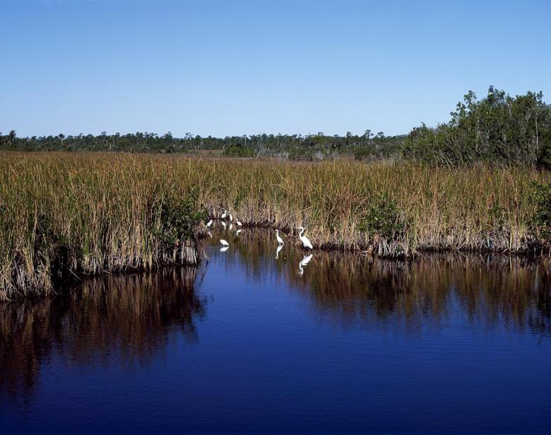 Free stock image of Everglades created by Pixabay