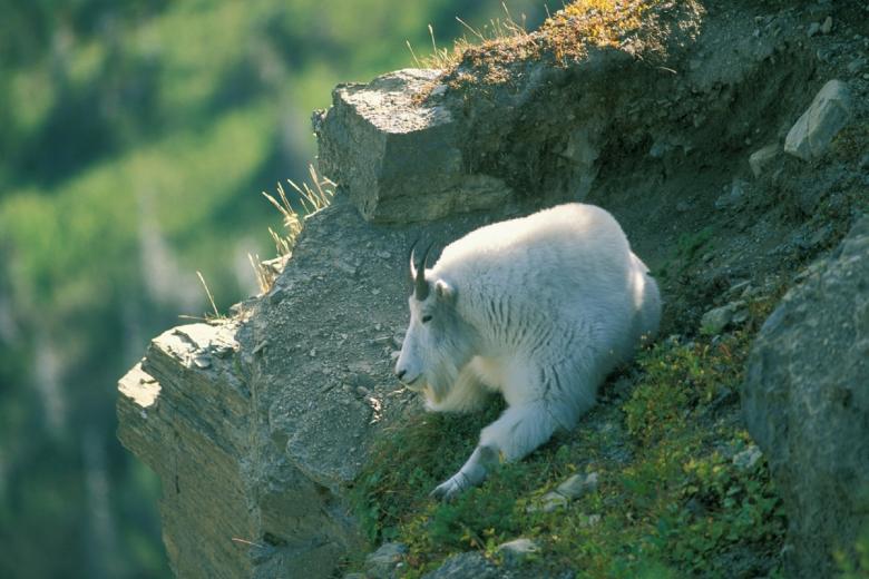 Free stock image of Ibex on Top created by Pixabay