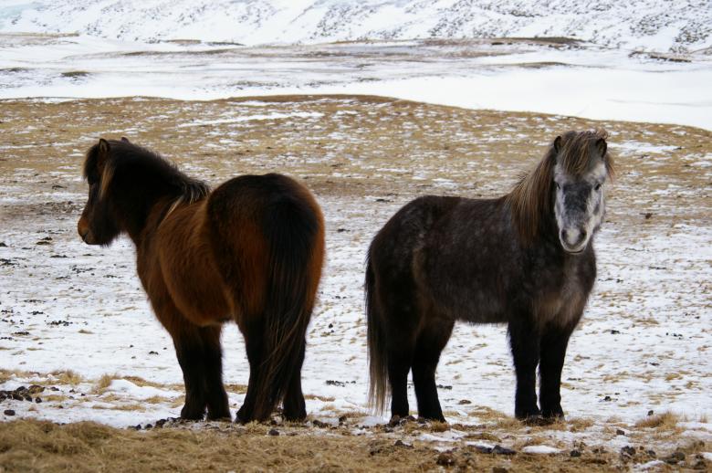 Free stock image of Wild Horses created by Pixabay