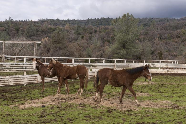 Free stock image of Horse Stable created by Pixabay