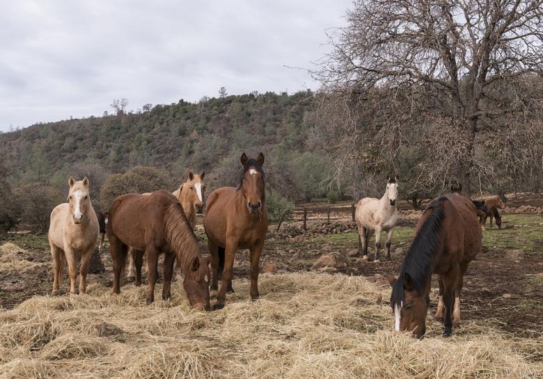 Free stock image of Horse Stable created by Pixabay