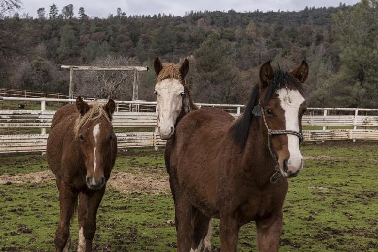 Free stock image of Horse Stable created by Pixabay