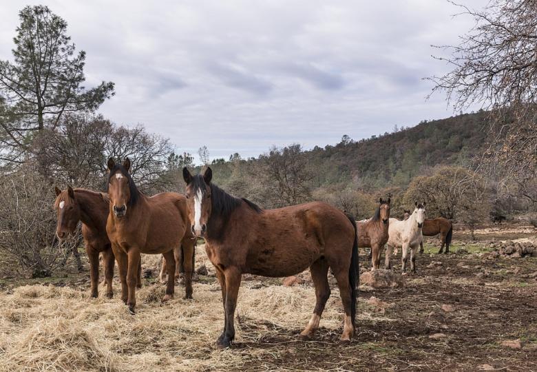Free stock image of Horse Stable created by Pixabay