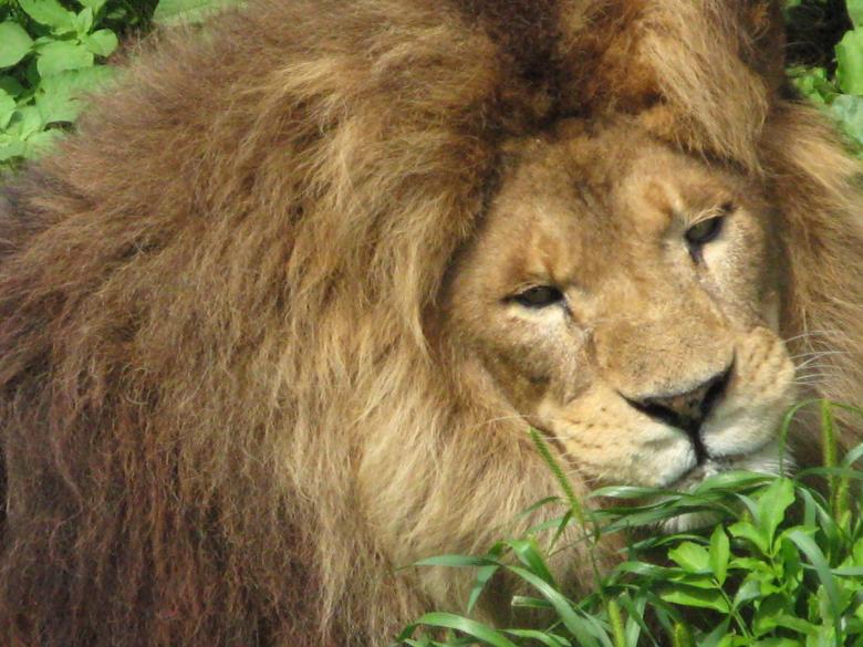 Free stock image of Lion Closeup created by Pixabay