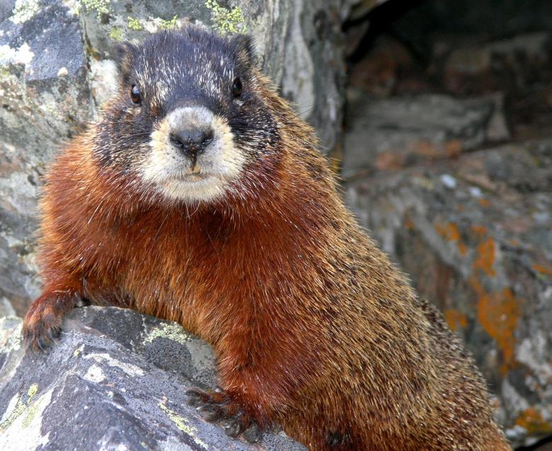 Free stock image of Wild Marmot created by Pixabay