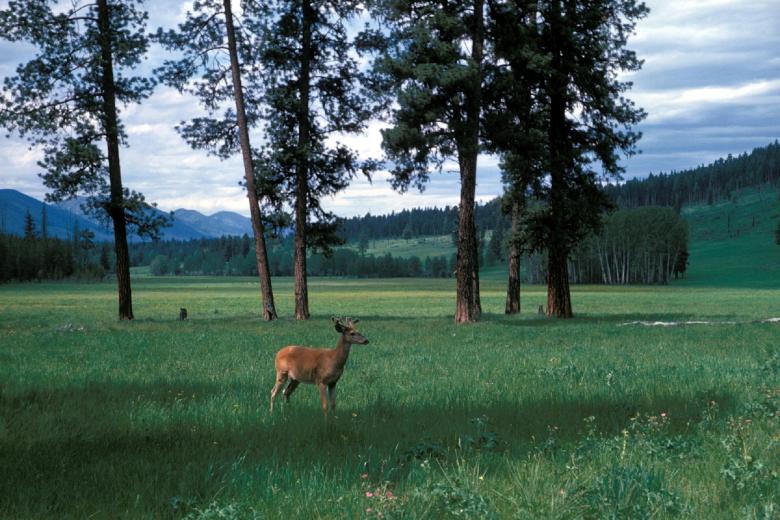 Free stock image of Deer in the Jungle created by Pixabay