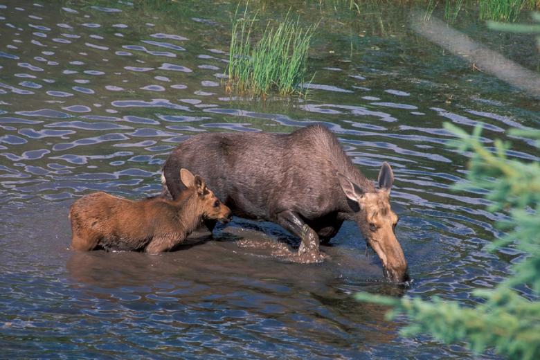 Free stock image of Moose in the River created by Pixabay
