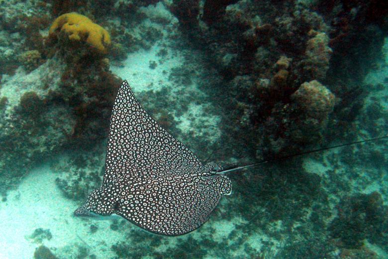 Free stock image of Sting Ray created by Pixabay
