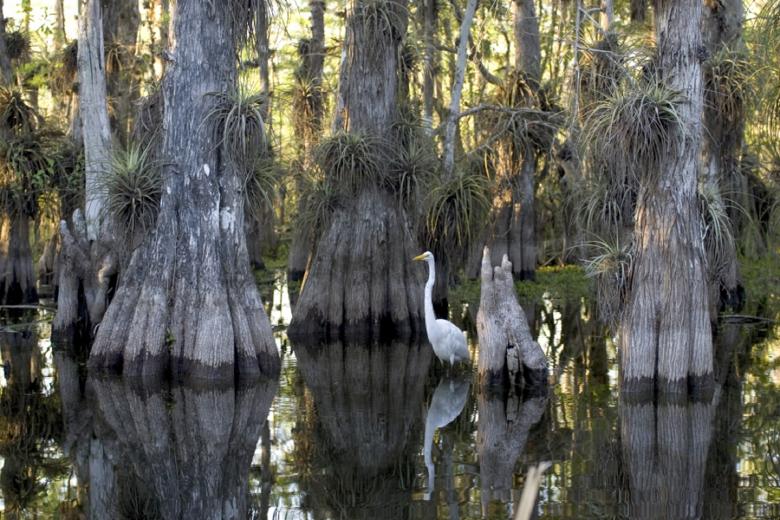 Free stock image of Swamp in the Water created by Pixabay