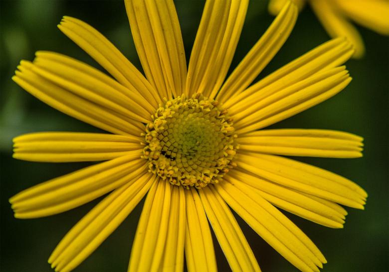 Free stock image of Yellow flower in Bloom created by Alen