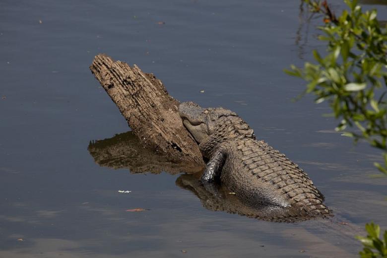 Free stock image of Crocodile in the River created by Pixabay