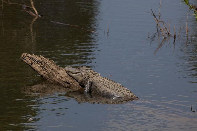 Free stock image of Crocodile Lying on the Tree created by Pixabay
